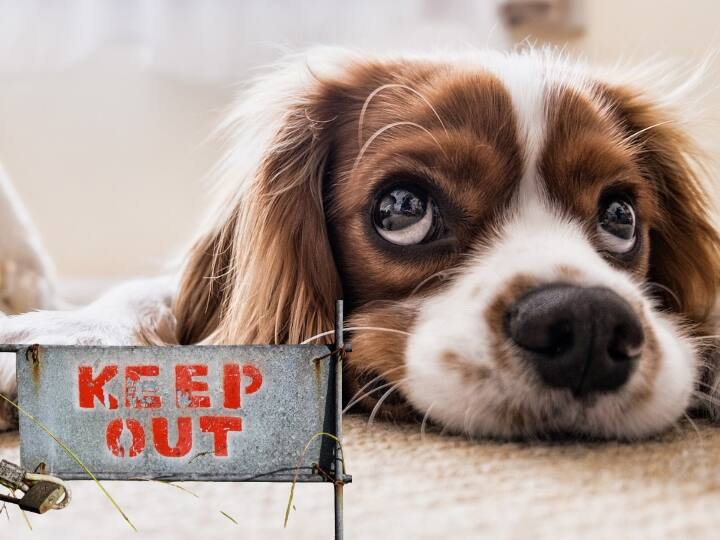 Dogs were banned in the capital of Turkmenistan know the reason behind this weird rule इस देश की राजधानी में कुत्तों पर लगाया गया था बैन, बेहद अजीबोगरीब थी वजह! पढ़िए