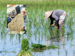 క్వింటా వరికి 70 కిలోల బియ్యం- కొత్త వరి వంగడాన్ని అభివృద్ధి చేసిన శాస్త్రవేత్తలు