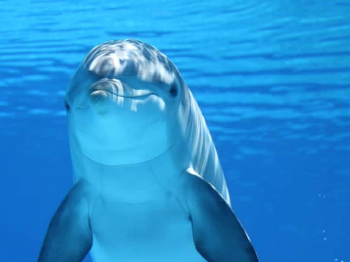 डॉल्फिन और व्हेल दोनों ही मछलियां सोते समय अपनी एक आंख खोल कर रखती हैं, जिससे वे सभी चीजें देख सकते हैं. यह इसलिए होता है क्योंकि एक समय पर डॉल्फिन और व्हेल के मस्तिष्क का एक हिस्सा बंद होता है. जब लेफ्ट आंख बंद होती है, तब राइट साइड का दिमाग खुला रहता है, जिससे खतरे का आंकलन किया जा सकता है. साथ ही, यह उन्हें अपनी सांस को भी नियंत्रित करने में मदद करता है, क्योंकि अगर मस्तिष्क पूरी तरह से बंद हो जाता है तो सांस लेना भूल सकते हैं, जिससे उनकी मौत भी हो सकती है.