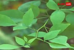 Sawan 2023: ਆਸਾਨੀ ਦੇ ਨਹੀਂ ਮਿਲ ਰਹੇ ਬੇਲਪੱਤਰ ਤਾਂ ਸਾਵਣ ਵਿੱਚ ਭਗਵਾਨ ਸ਼ਿਵ ਦੀ ਪੂਜਾ ਕਿਵੇਂ ਕਰੀਏ...ਇੱਥੇ ਜਾਣੋ