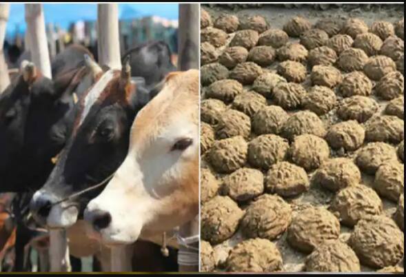 Cow dung can make money, know amazing business ideas increased value in Modi state Cow Dung Business: ਗਾਂ ਦੇ ਗੋਹਾ ਕਰ ਸਕਦਾ ਮਾਲੋਮਾਲ, ਜਾਣੋ ਕਮਾਲ ਦੇ ਬਿਜਨੈਸ ਆਇਡਿਆ, ਮੋਦੀ ਰਾਜ 'ਚ ਵਧੀ ਵੈਲਿਊ