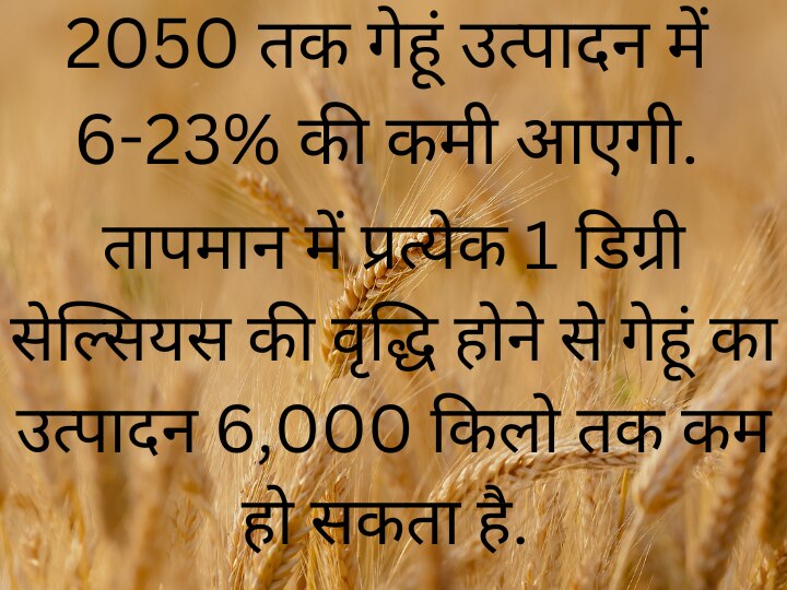 क्या भविष्य में गेहूं की जगह बनेंगी ज्वार की रोटियां, समझिए बढ़ती जा रही गर्मी से क्या है इसका कनेक्शन