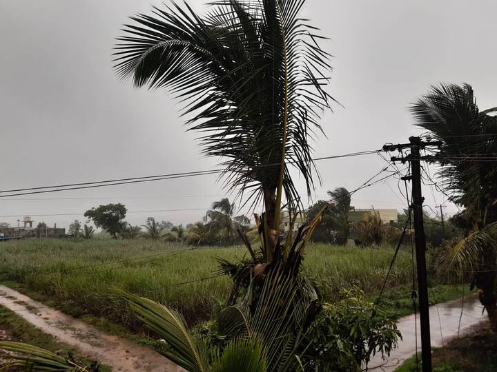 जिल्ह्यात शिरोळ, हातकणंगलेसह पूर्वेकडील गावांमध्ये अद्याप पेरणीयोग्य पाऊस झालेला नाही.