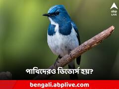 একাধিকের সঙ্গে সম্পর্ক, মেনে নিতে পারে না সঙ্গিনীরাও! রেগে ডিভোর্স করে পাখিরাও