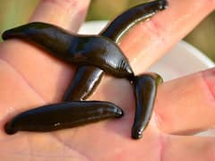 बारिश में परेशान कर रहे खून चूसने वाले जोंक? इन तरीकों से पाएं इनसे छुटकारा