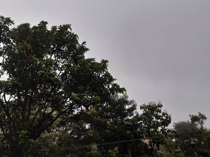 पाऊस सुरू होण्यास विलंब झाल्यामुळे पेरण्यांना उशीर झाला आहे.