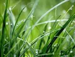 ਮੀਂਹ ਪੈਣ ਤੋਂ ਬਾਅਦ ਖਾਲੀ ਜ਼ਮੀਨ 'ਤੇ ਵੀ ਘਾਹ ਕਿਉਂ ਉੱਗਦਾ ਹੈ? ਕੀ ਬੂੰਦਾਂ ਵਿੱਚ ਹੁੰਦੇ ਹਨ ਇਸਦੇ ਬੀਜ ?