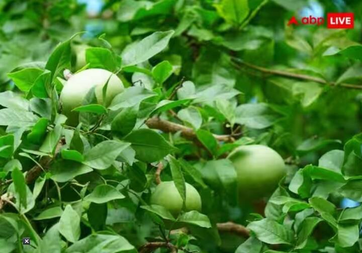 ਸ਼ਾਸਤਰਾਂ ਵਿੱਚ ਕਿਹਾ ਗਿਆ ਹੈ ਕਿ ਬੇਲ ਦੇ ਪੱਤੇ ਕਦੇ ਵੀ ਅਪਵਿੱਤਰ, ਝੂਠੇ ਜਾਂ ਬਾਸੀ ਆਦਿ ਨਹੀਂ ਹੁੰਦੇ। ਇਸ ਲਈ ਤੁਸੀਂ ਪਹਿਲਾਂ ਹੀ ਚੜ੍ਹਾਏ ਗਏ ਬੇਲਪੱਤਰ ਨਾਲ ਪੂਜਾ ਕਰ ਸਕਦੇ ਹੋ। ਇਸ ਨਾਲ ਕੋਈ ਖਰਾਬੀ ਨਹੀਂ ਹੋਵੇਗੀ ਅਤੇ ਤੁਹਾਨੂੰ ਪੂਜਾ ਦਾ ਪੂਰਾ ਫਲ ਮਿਲੇਗਾ।