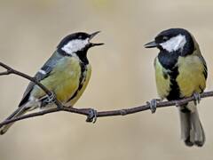 पक्षियों के लिए मुसीबत बनकर उभर रहा जलवायु परिवर्तन, बच्चों को नहीं मिल पा रहा पोषण, रिसर्च में हुआ खुलासा!