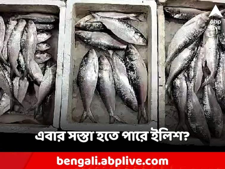 Hilsa flocks in Kakdwip-Namkhana, but will the price of silver grain decrease this time Hilsa Fish: কাকদ্বীপ-নামখানায় ঝাঁকে ঝাঁকে ইলিশ, তবে কি এবার দাম কমবে রুপোলি শস্যর?