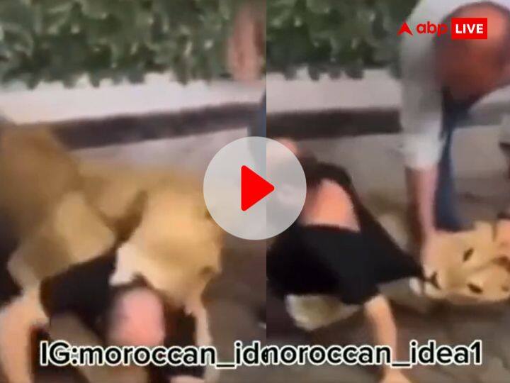 Viral Video: शख्स ने अपने दोस्त को 'शेर' के सामने फेंका, भोजन समझकर चबाने लगा खूंखार जानवर, सामने आया खौफनाक वीडियो Man throw his friend in front of lion animal starts chewing shocking video viral Viral Video: शख्स ने अपने दोस्त को 'शेर' के सामने फेंका, भोजन समझकर चबाने लगा खूंखार जानवर, सामने आया खौफनाक वीडियो