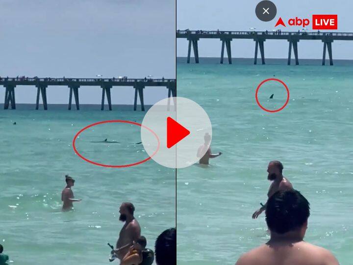 Shark swimming close to people in Florida Navarre Beach US video viral Beach Viral Video: बीच पर मस्ती कर रहे थे लोग... अचानक उनके पास आकर तैरने लगी शार्क, Video देख डर जाएंगे