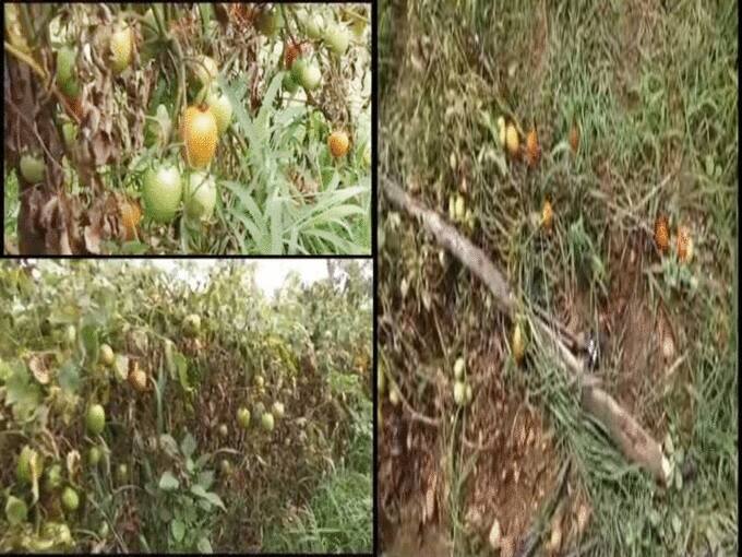 રાત્રીના સમયે ચોરો ખેતરમાં ઘુસી ગયા હતા અને ટામેટાંની 50થી 60 બોરીની ચોરી કરી ફરાર થઈ ગયા. ચોરેલા ટામેટાંની કિંમત 2.5 લાખ રૂપિયા આંકી છે.