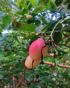 इस लाल रंग के फल में छिपा है सेहत का राज...क्या आपने कभी चखा है इसका स्वाद