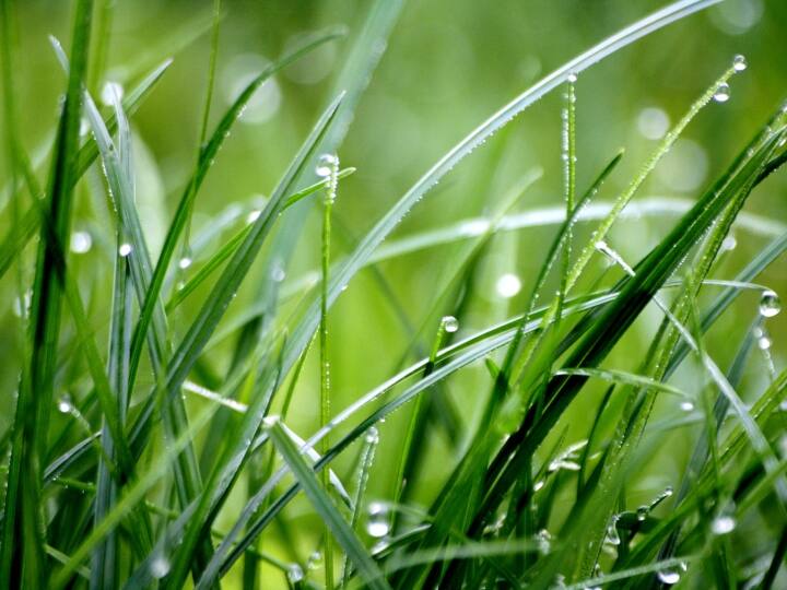 Why does grass grow even on empty land after rain Due to this the grass starts to look green after rain बारिश होने के बाद खाली जमीन पर भी घास क्यों उग आती है? क्या बूंदों में होते हैं इनके बीज?