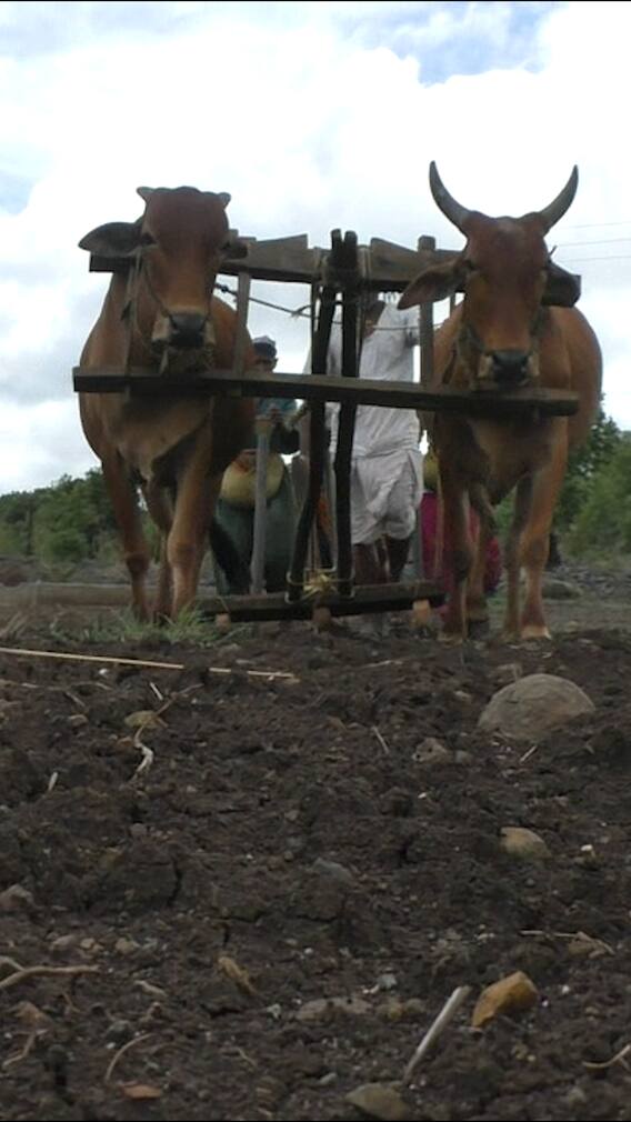 काळ्या मातीत मातीत, तिफण चालते...