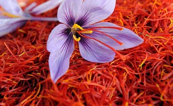 The price of Kashmiri saffron overtook silver, and the price soared that the farmers became destitute Kesar Price: કાશ્મીરી કેસરની કિંમતે ચાંદીને પાછળ રાખી, ભાવમાં એટલો આવ્યો ઉછાળો કે ખેડૂતો થઈ ગયા માલામાલ