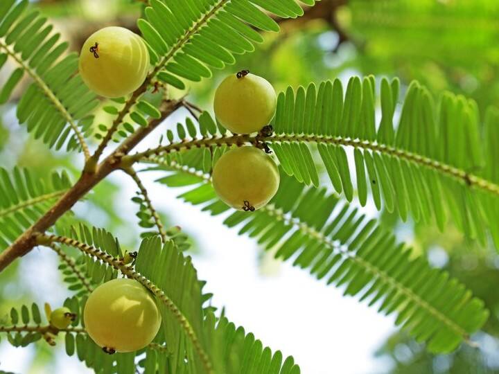 आंवले - आंवले का संबंध श्रीहरि विष्णु से है. हरियाली अमावस्या पर घर में आंवले का पौधा लगाने से कभी धन की कमी नहीं होती. कहते हैं जैसे-जैसे आंवले का पौधा बढ़ता है घर में धन और सुख में वृद्धि होती है. आंवले के पौधे को ईशान कोण में लगाना चाहिए.