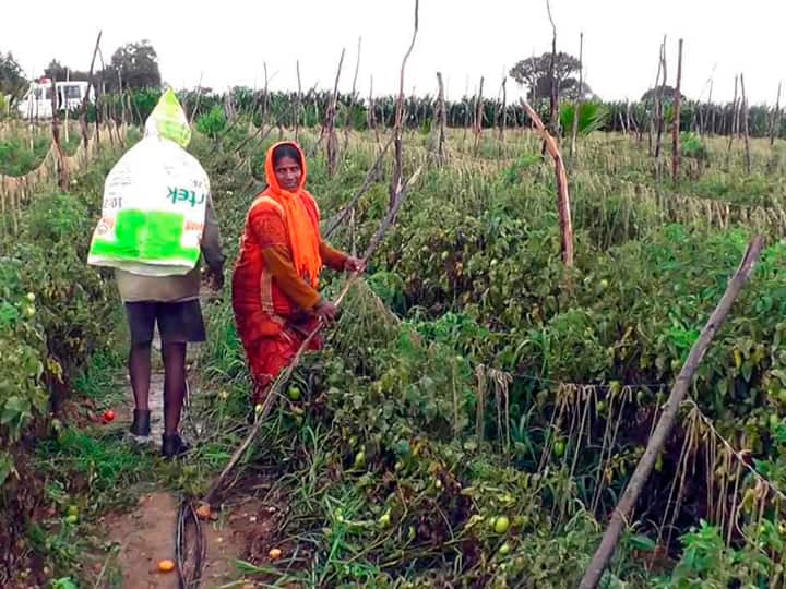 Tomato Price Hike Approx Three Lakhs Worth Tomatos Theft In Karnataka And Telangana