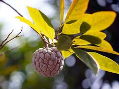 ये राम फल क्या होता है? इसकी खेती से किसान कमा रहे हैं तगड़ा मुनाफा