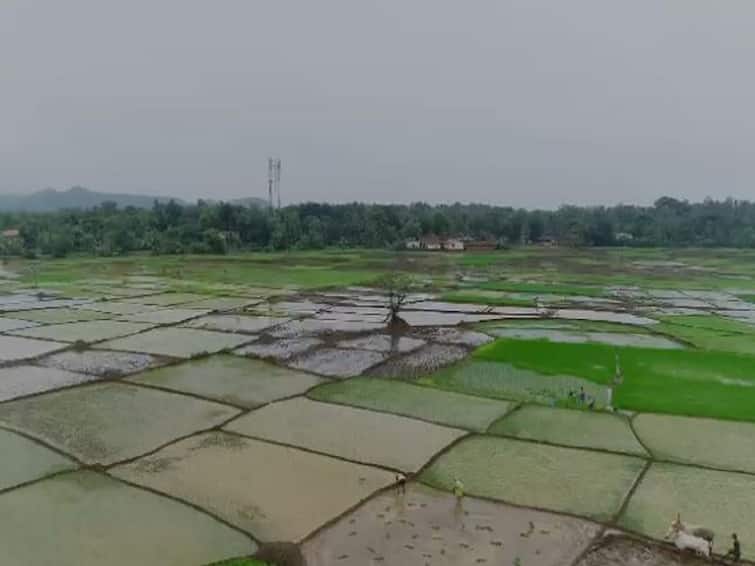 Agriculture News Good rains in Konkan, start of cultivation of crops in Sindhudurg Agriculture News : तळकोकणात चांगला पाऊस, शेतकरी समाधानी;  पिकांच्या लागवडीला सुरुवात