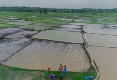 Sindhudurg : तळकोकणात पिकांच्या लागवडीला सुरुवात, पाहा फोटो