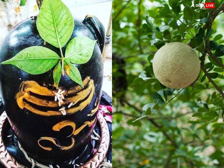 बेल - बेल में स्वंय शिव का वास माना जाता है. हरियाली अमावस्या पर बेल का पेड़ घर या शिव मंदिर में भी लगा सकते हैं. नित्य इसकी पूजा करने वालों को कालसर्प दोष से मुक्ति मिल जाती है. बेल के पौधे को घर के वायव्य कोण में लगाना शुभ रहेगा.
