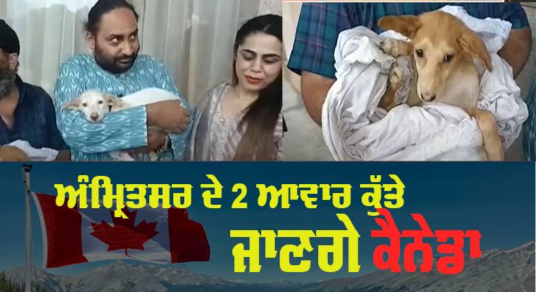 Stray dogs: ਅੰਮ੍ਰਿਤਸਰ ਦੇ 2 ਆਵਾਰ ਕੁੱਤੇ ਜਾਣਗੇ ਕੈਨੇਡਾ, ਜਲਦ ਪਾਸਪੋਰਟ ਹੋਣਗੇ ਜਾਰੀ amritsar stray dog finds home in Canada Stray dogs: ਅੰਮ੍ਰਿਤਸਰ ਦੇ 2 ਆਵਾਰ ਕੁੱਤੇ ਜਾਣਗੇ ਕੈਨੇਡਾ, ਜਲਦ ਪਾਸਪੋਰਟ ਹੋਣਗੇ ਜਾਰੀ