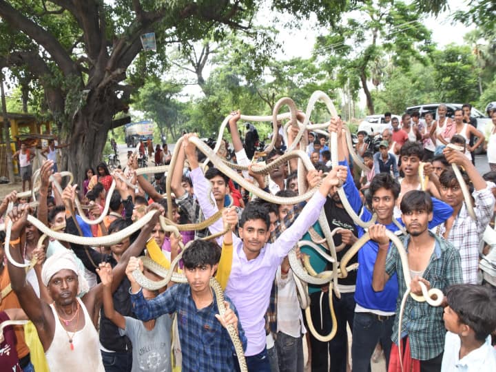 occasion of Nagpanchami in Samastipur Bhagats showed their feat by holding snakes ann Bihar News: समस्तीपुर में नागपंचमी के मौके पर 'भगतों' ने सांपों को पकड़कर दिखाया करतब, लोगों की जुटी हुजूम