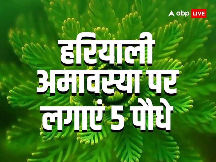 Hariyali Amavasya 2023: सावन की हरियाली अमावस्या 17 जुलाई 2023 को है. कहते हैं हरियाली अमावस्या पर 5 तरह के पौधे जरुर लगाने चाहिए, इससे पितृदोष, शनिदोष और कालसर्प दोष दूर होता है.