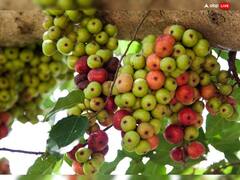 Gular Ke Upay: गूलर के पड़े में किसका वास होता है ? इसके उपायों से कंगाल भी बन जाता है धनवान