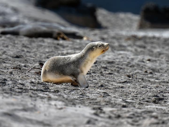 Chile More than 13000 sea lions died in year 2023 due to H5N1 bird flu Chile Bird flu: चिली में बर्ड फ्लू का कहर! इस साल 13 हजार सी लायन की मौत, रिपोर्ट में खुलासा