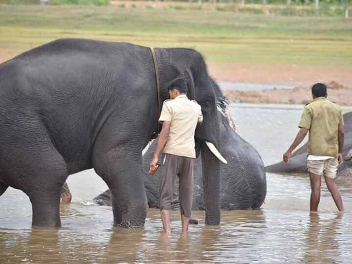 Elephant Spa Centre: देश में कई जानवरों साथ भावनात्मक जुड़ाव होता है. भारत में हाथी को भगवान गणेश का प्रतीक माना जाता है. इसी तर्ज पर केरल में हाथियों के लिए एक स्पा है.