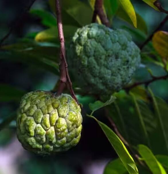 ਖੇਤੀ ਮਾਹਿਰਾਂ ਦਾ ਕਹਿਣਾ ਹੈ ਕਿ ਸ਼ਰੀਫ਼ੇ ਦੀ ਕਾਸ਼ਤ ਲਈ ਜ਼ਮੀਨ ਦਾ pH ਮੁੱਲ 5.5 ਤੋਂ 6.5 ਤੱਕ ਚੰਗਾ ਮੰਨਿਆ ਜਾਂਦਾ ਹੈ। ਦੂਜੇ ਪਾਸੇ, ਗਰਮ ਅਤੇ ਖੁਸ਼ਕ ਜਲਵਾਯੂ ਵਾਲਾ ਖੇਤਰ ਇਸ ਦੇ ਪੌਦੇ ਲਈ ਬਿਹਤਰ ਮੰਨਿਆ ਜਾਂਦਾ ਹੈ।