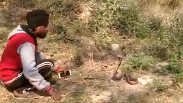 Man showing hanging snakes on his shoulder on nag Panchami 2023 video viral Viral: ઝેરી સાપ સાથે આ યુવકે કર્યા જોખમી કરતબ, જુઓ વીડિયો