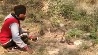 Viral: ઝેરી સાપ સાથે આ યુવકે કર્યા જોખમી કરતબ, જુઓ વીડિયો