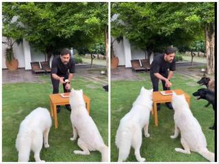 MS Dhoni Birthday: செம.. க்யூட்... செல்லப் பிராணிகளுடன் பிறந்த நாள் கொண்டாடிய தல தோனி - வைரலாகும் வீடியோ