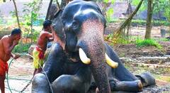 Elephant Spa Centre : काय सांगता? हत्तींसाठी भारतातील एकमेव स्पा सेंटर, स्क्रब आणि मसाजची खास सुविधा