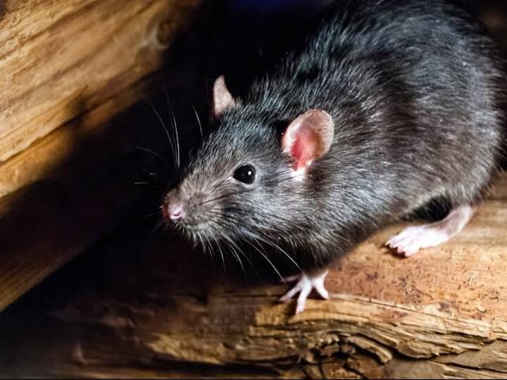 Rat Fever: கேரளாவில் அதிகரிக்கும் எலிக்காய்ச்சல்… என்ன செய்யும்? தடுப்பது எப்படி? முழு விபரம்!