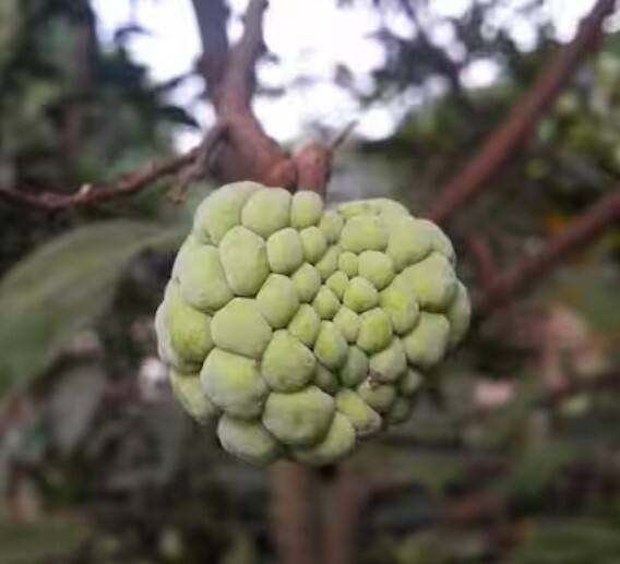 ਤੁਹਾਨੂੰ ਦੱਸ ਦੇਈਏ ਕਿ ਰਾਮਫਲ ਜੋੜਾਂ ਦੇ ਦਰਦ ਤੋਂ ਪੀੜਤ ਲੋਕਾਂ ਲਈ ਦਵਾਈ ਦਾ ਕੰਮ ਕਰਦਾ ਹੈ। ਇਹ ਸਰੀਰ ਵਿੱਚ ਫ੍ਰੀ ਰੈਡੀਕਲਸ ਦੇ ਕਾਰਨ ਹੋਣ ਵਾਲੇ ਨੁਕਸਾਨ ਨਾਲ ਲੜਨ ਵਿੱਚ ਮਦਦ ਕਰਦਾ ਹੈ।