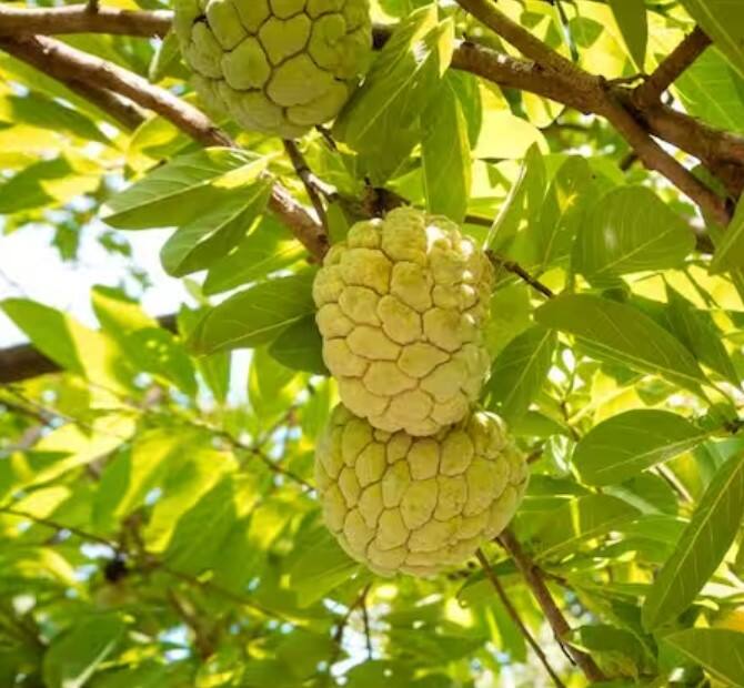 ਰਾਮਫਲ ਦੇ ਪੌਦੇ ਹਰ ਕਿਸਮ ਦੀ ਮਿੱਟੀ ਵਿੱਚ ਵਧਦੇ-ਫੁੱਲਦੇ ਹਨ, ਪਰ ਇਸਦੀ ਕਾਸ਼ਤ ਲਈ ਚੰਗੀ ਨਿਕਾਸੀ ਵਾਲੀ ਚਿਕਨਾਈ ਵਾਲੀ ਮਿੱਟੀ ਢੁਕਵੀਂ ਹੈ। ਕਮਜ਼ੋਰ ਅਤੇ ਪੱਥਰੀਲੀ ਜ਼ਮੀਨ ਵਿੱਚ ਵੀ ਇਸਦਾ ਝਾੜ ਵਧੀਆ ਹੈ।