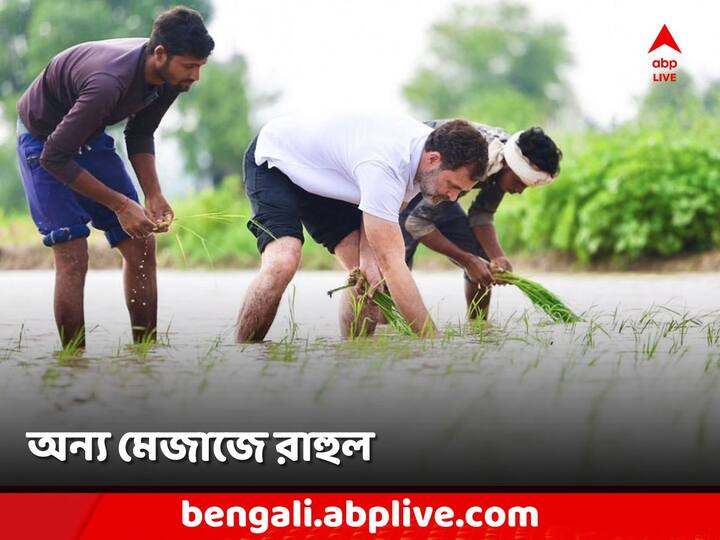 Rahul Gandhi in Haryana: হরিয়ানায় একাধিক গ্রামে বাসিন্দাদের সঙ্গে কথা বললেন, হাতে হাতে সারলেন ধান রোয়ার কাজও