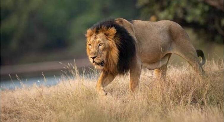 Lion Attack: a lion attacked on fifteen years old young man in junagadh, forest department on actioned Lion Attack: જુનાગઢમાં 15 વર્ષીય કિશોર પર સિંહે કર્યો જીવલેણ હુમલો, જાણો