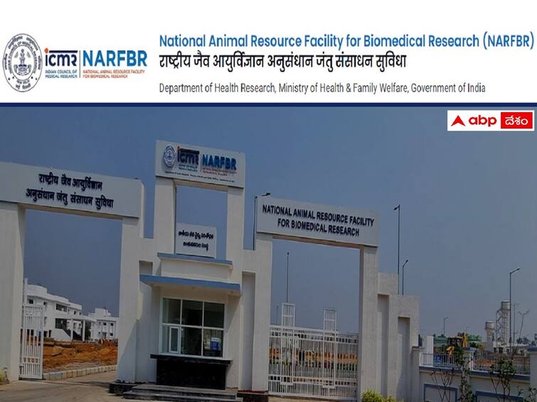 NARFBR has released notification for the recruitment of Lab Attendant - I posts NARFBR: ఎన్‌ఏఆర్‌ఎఫ్‌బీఆర్‌ హైదరాబాద్‌లో 46 ల్యాబ్ అటెండెంట్ పోస్టులు, అర్హతలివే!