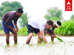 Rahul Gandhi Farming : வயலில் இறங்கி நாத்து நட்டு..டிராக்டர் ஓட்டி அசத்திய ராகுல்