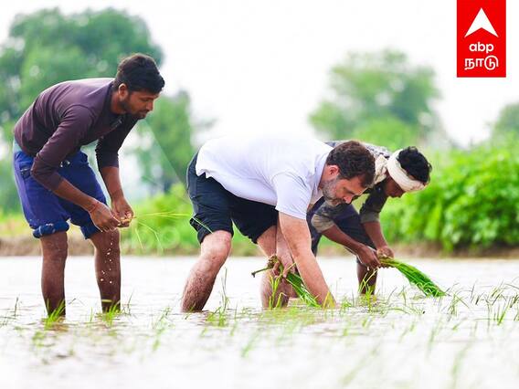 Rahul Gandhi Farming : வயலில் இறங்கி நாத்து நட்டு..டிராக்டர் ஓட்டி அசத்திய ராகுல்