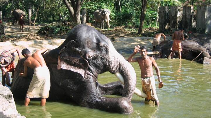 Elephant Spa Centre : लोक विविध प्रकारचे प्राणी पाळतात आणि त्यांची खूप काळजीही घेतात.