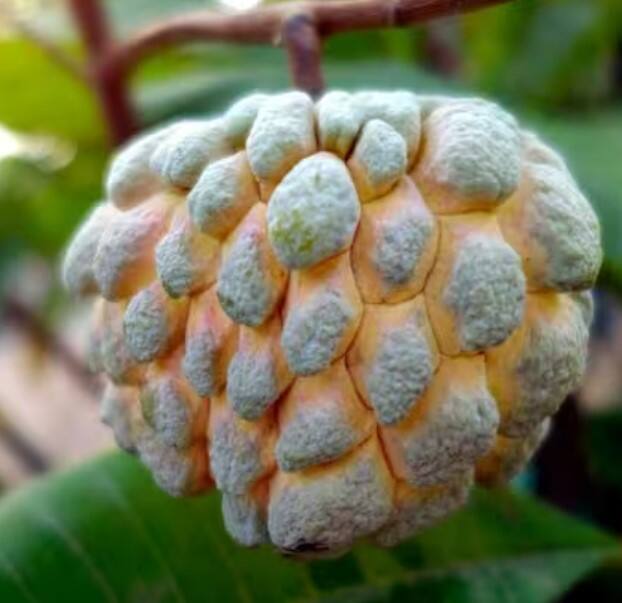 ਰਾਮਫਲ ਖਾਸ ਤੌਰ 'ਤੇ ਸ਼ੂਗਰ ਦੇ ਮਰੀਜ਼ਾਂ ਲਈ ਸਭ ਤੋਂ ਵਧੀਆ ਹੈ। ਕਿਹਾ ਜਾਂਦਾ ਹੈ ਕਿ ਰਾਮਫਲ ਇਕ ਹਾਈਪਰ-ਲੋਕਲ ਫਲ ਹੈ, ਜੋ ਸ਼ੂਗਰ ਲਈ ਬਹੁਤ ਫਾਇਦੇਮੰਦ ਸਾਬਤ ਹੁੰਦਾ ਹੈ। ਇਹ ਇਸ ਲਈ ਹੈ ਕਿਉਂਕਿ ਇਸ ਵਿੱਚ ਖੂਨ ਵਿੱਚ ਗਲੂਕੋਜ਼ ਘੱਟ ਕਰਨ ਦੇ ਗੁਣ ਹੁੰਦੇ ਹਨ।