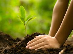 Aamas 2023:કુંડળીનો કાળસર્પ દોષ સફળતાથી રાખશે દૂર, ખાસ આ દિવસે આ છોડને વાવવાથી મળે છે મુક્તિ