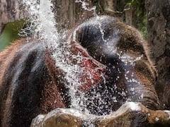 Elephant Spa Centre: भारत में हाथियों के लिए एकमात्र स्पा सेंटर! स्क्रब, मसाज की भी सुविधा, देखिए तस्वीरें